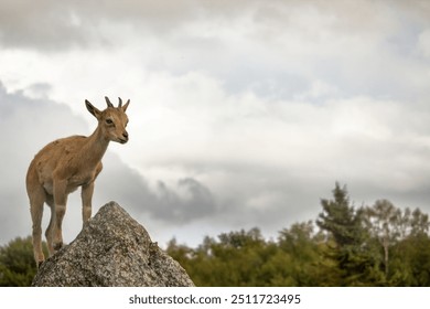 Carpa falconeri heptner. Turkmenian Markhor unique species. Young goat. Close up portrait