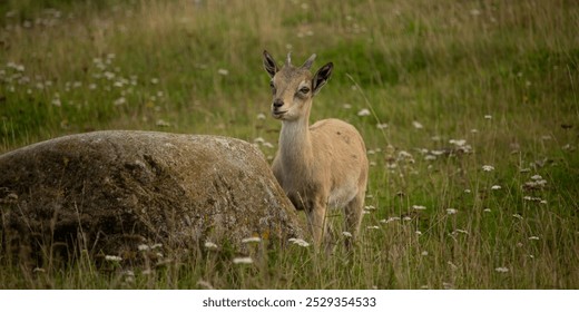 Carpa falconeri heptner. Turkmenian Markhor unique species. Young goat. Close up portrait