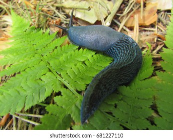 Carpathian Blue Slug Bielzia Coerulans Stock Photo 681227110 | Shutterstock