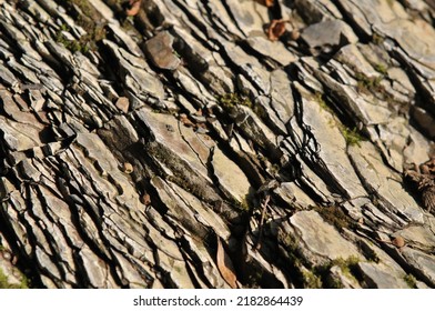 Carpathian Flysch, Rocks: Shale And Sandstone In Alternate Layers