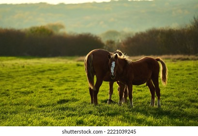 Carpathian Horses, Mare With Foal Grazing Together At Sunset In Field With Bright Green Grass. Family Concept. No People