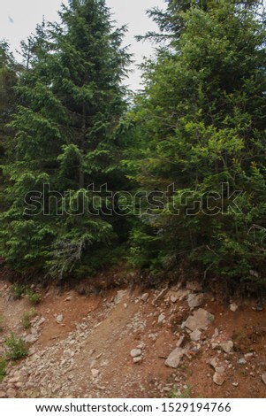 Carpathian landscapes. Forests and mountains of the Carpathians.