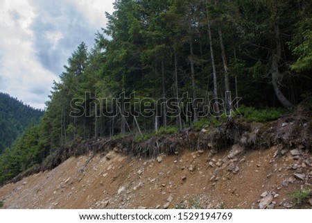 Carpathian landscapes. Forests and mountains of the Carpathians.