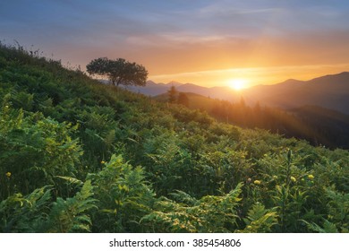 Carpathian Mountains. The sun sets behind the mountains, a fern at sunset.