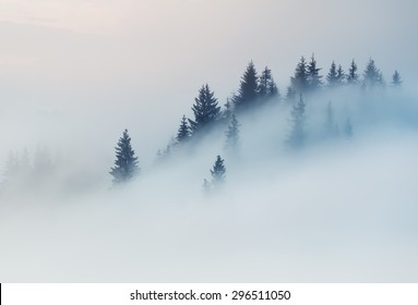 Carpathian Mountains. The tops of trees sticking out of the fog.