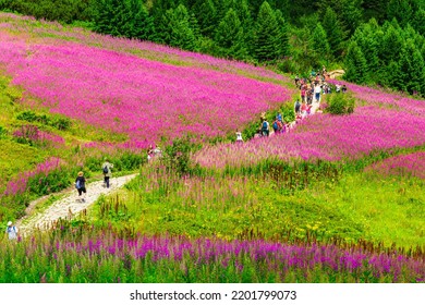 Carpathians, Tatra Mountains, Gasienicowa Valley, Poland - August 02, 2022: People In Tatras. Picturesque Hiking Trail In Mountain. Colorful Flowers (wierzbowka Kiprzyca) In Meadow.