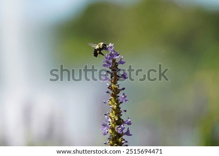Carpender bee on action Macro mode