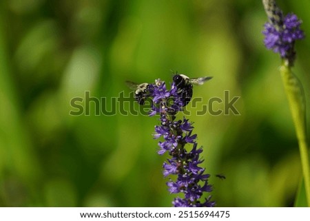 Carpender bee on action Macro mode