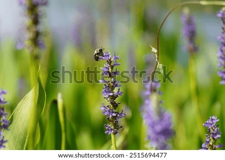 Carpender bee on action Macro mode