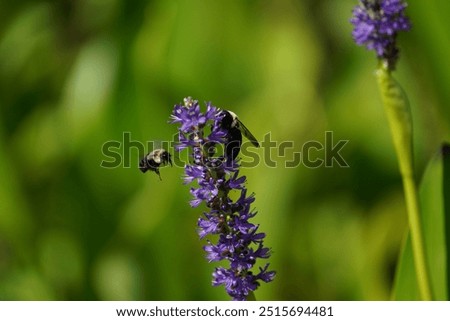 Carpender bee on action Macro mode