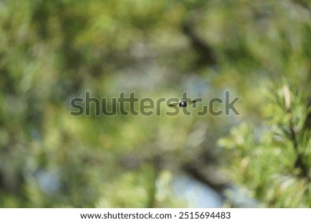 Carpender bee on action Macro mode