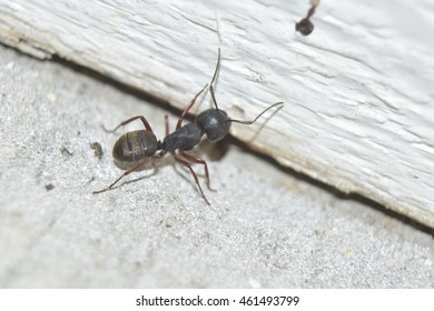 Carpenter Ant