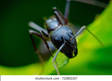 Carpenter Ant