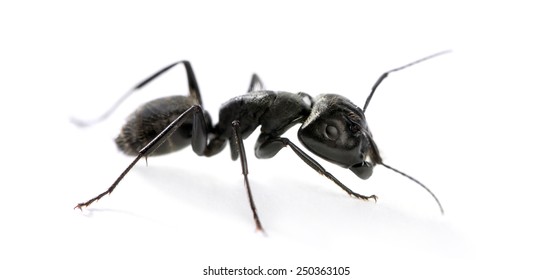 Carpenter ant, Camponotus vagus