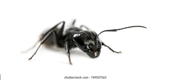 Carpenter ant, Camponotus vagus