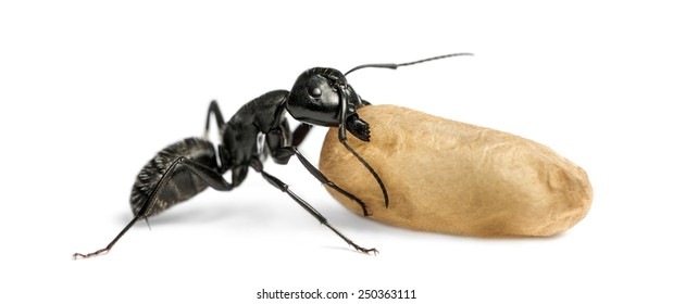 Carpenter ant, Camponotus vagus, carrying an egg