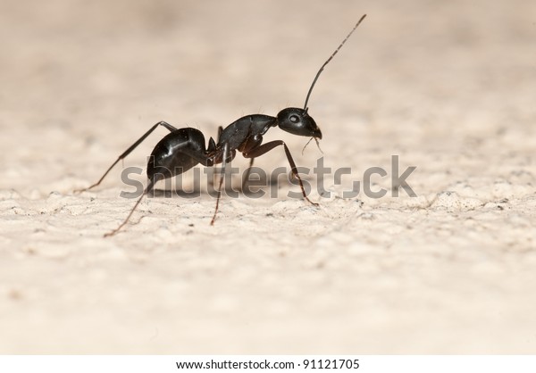 白い背景に大工アリ この蟻は家の中では大きな害虫だ の写真素材 今すぐ編集