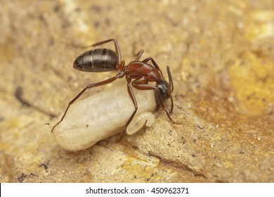 Carpenter Ant In Nest With Pupa And Larva