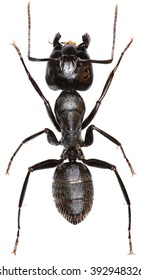 Carpenter Ant on white Background  -  Camponotus vagus (Scopoli, 1763)