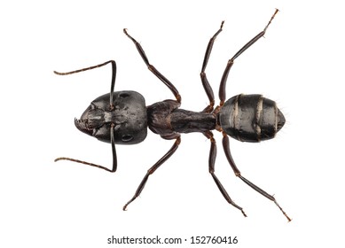 Carpenter Ant species camponotus vagus in high definition with extreme focus and DOF (depth of field) isolated on white background with clipping path