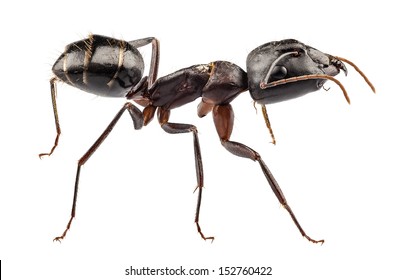 Carpenter Ant species camponotus vagus in high definition with extreme focus and DOF (depth of field) isolated on white background with clipping path