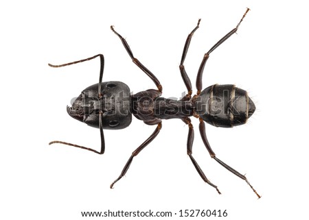 Carpenter Ant species camponotus vagus in high definition with extreme focus and DOF (depth of field) isolated on white background with clipping path