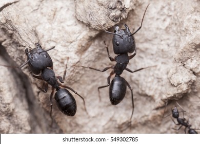 Carpenter Ants


