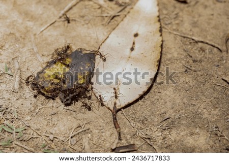 Carpenter ants (Camponotus gibber) large endemic ant indigenous to many forested parts of world. Species endemic to Madagascar. large endemic Madagascar ants eat banana peels