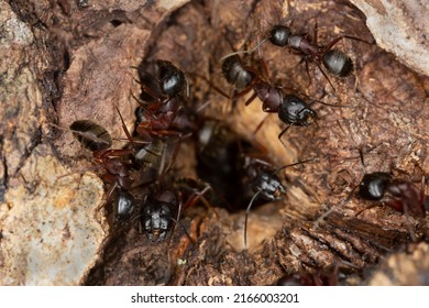 Carpenter ants, Camponotus guarding hole in aspen wood, this insect can be a major pest on wood - Shutterstock ID 2166003201