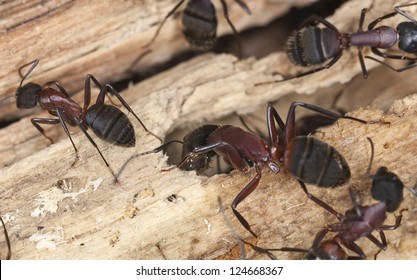 Carpenter Ants, Camponotus Herculeanus