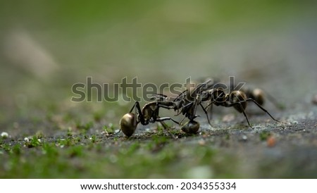Carpenter ants are fighting (Camponotus spp.) close up.