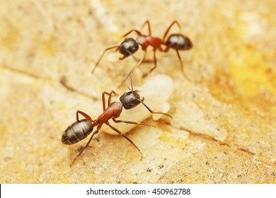 Carpenter Ants In Nest With Pupae