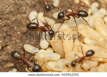Carpenter Ants in nest with pupae and larvae