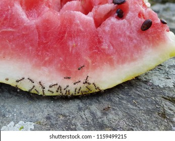 Carpenter Ants On Watermelon
