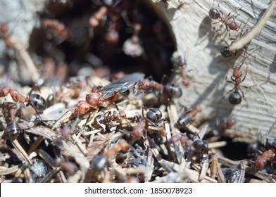 22,939 Ants’ Nest Images, Stock Photos & Vectors | Shutterstock