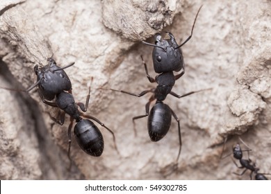 Carpenter ants, two workers on stone