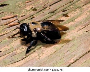 Carpenter Bee 2