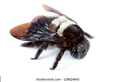 Carpenter Bee