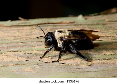 Carpenter Bee