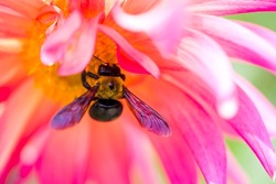 Carpenter Bee Absorbs The Honey Of The Dahlia.
Scientific Name Is Xylocopa Appendiculata Circumvolans.