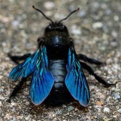 Carpenter Bee With Its Blue Wings