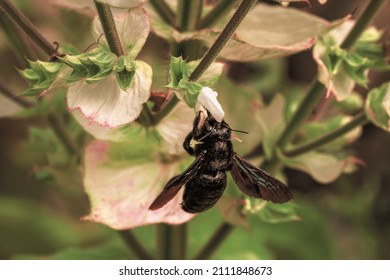 Carpenter bee. Blue-black wooden bee Xylocopa violacea harvesting pollen on muscatel sage in bloom