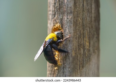 Carpenter bee drilling holes in wood full of sawdust. Close up of Tropical bumble bee (Xylocopa latipes). Explore the world of insects.