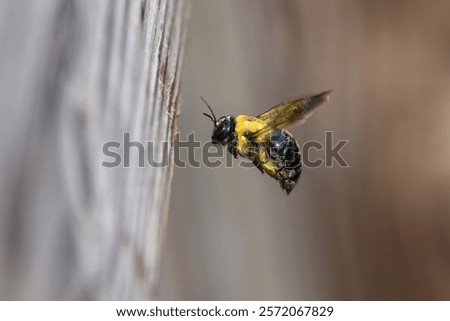 Carpenter bee in flight, hovering near wooden deck rail, North Carolina