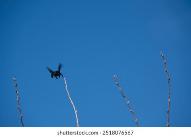 a carpenter bee flying back, after landing on the pigeon orchid tree trunk.