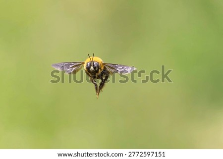 Carpenter Bee hovering in mid-air against green background