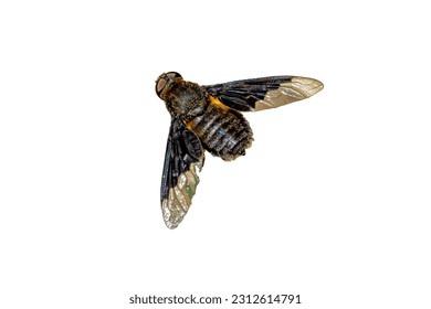 carpenter bee isolated on white background