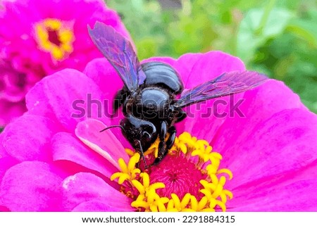 Similar – Image, Stock Photo black on yellow? bee!