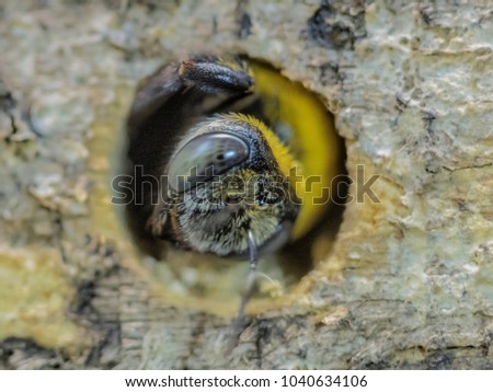 Similar – Foto Bild Hungriger Vogelnachwuchs