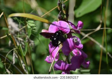 Carpenter bee on a flower in green grass. - Shutterstock ID 2311805217